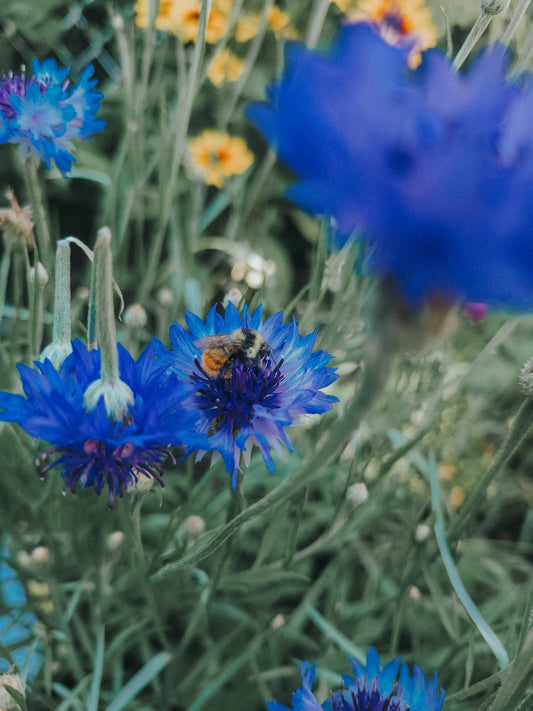 Why you should include bachelor's buttons in your flowerbed