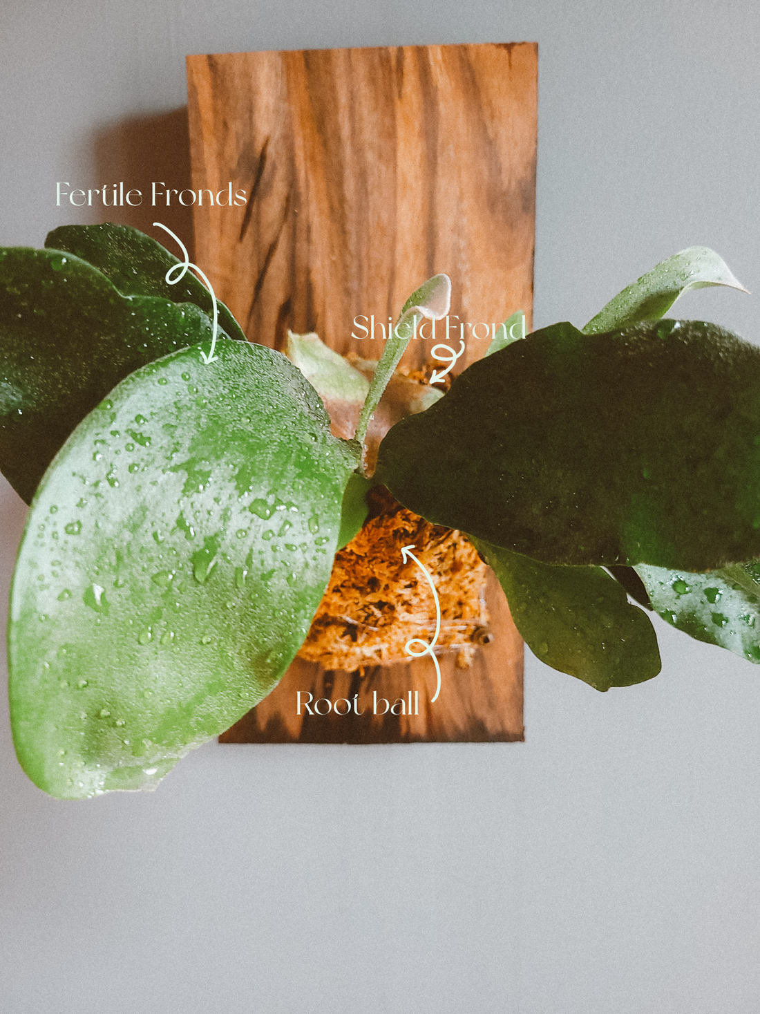 How to care for a mounted staghorn fern