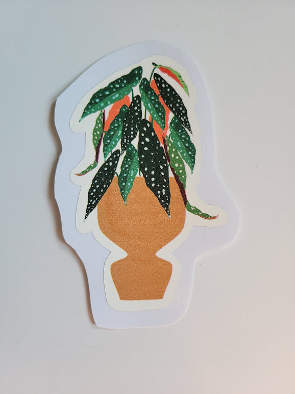 Begonia Maculata Sticker