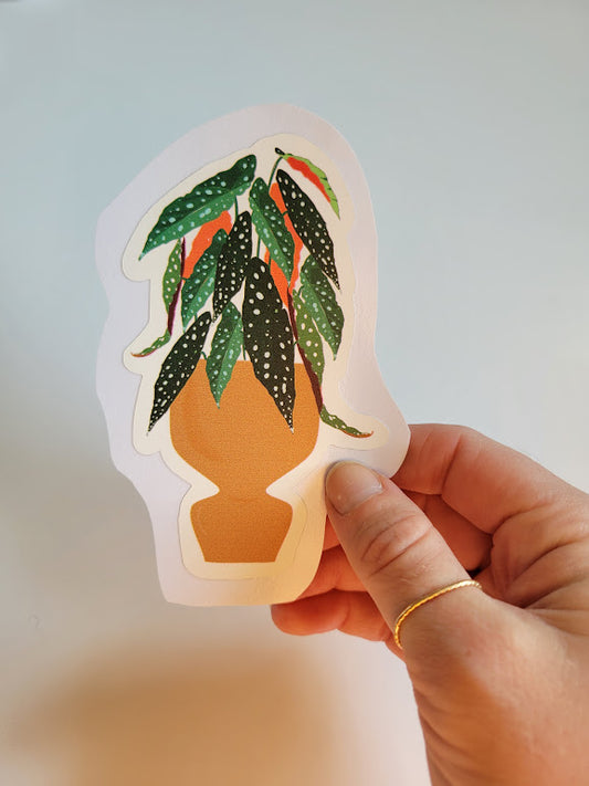 Begonia Maculata Sticker