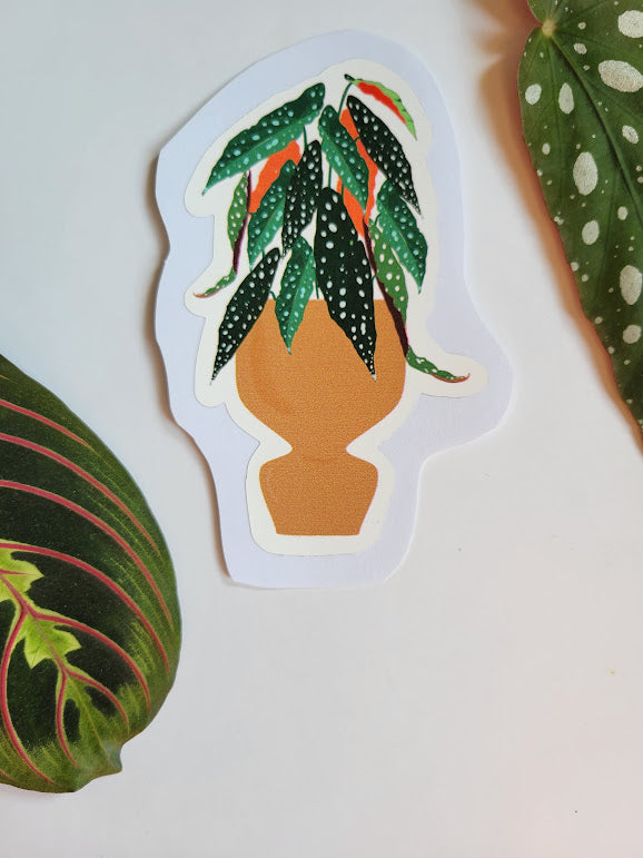 Begonia Maculata Sticker