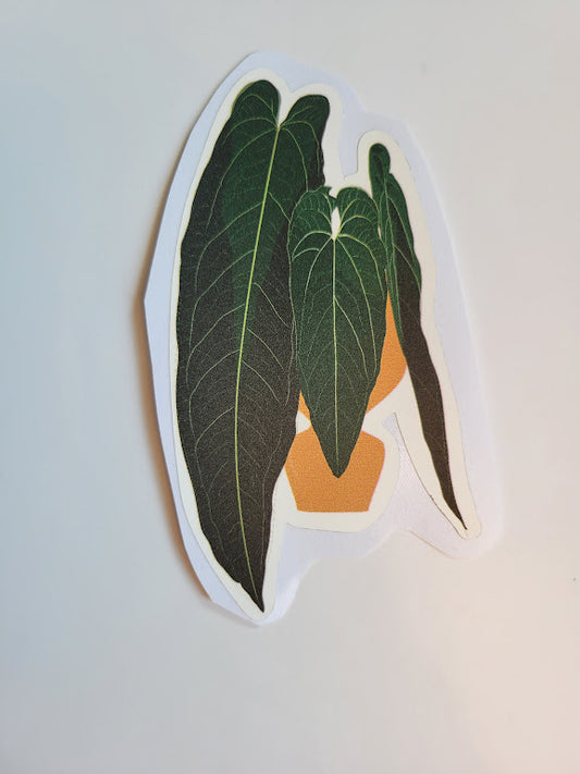 Anthurium Warocqueanum Sticker