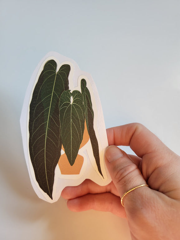 Anthurium Warocqueanum Sticker