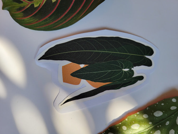 Anthurium Warocqueanum Sticker